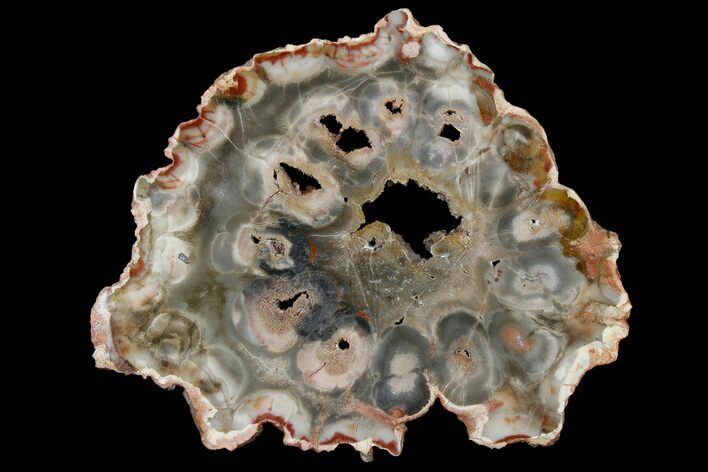 Petrified Seed Fern (Rhexoxylon) Slab - Zimbabwe #180212